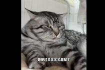 四川主场小猫“随便过”落网后继续“过人” 有四川球员愿收养